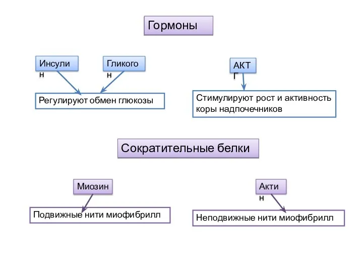 Гормоны Инсулин Гликогон Регулируют обмен глюкозы АКТГ Стимулируют рост и активность