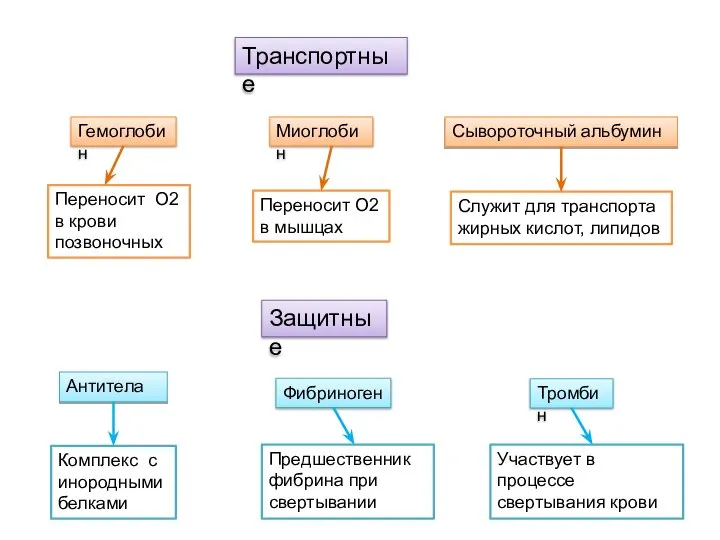 Транспортные Гемоглобин Миоглобин Сывороточный альбумин Переносит О2 в крови позвоночных Переносит