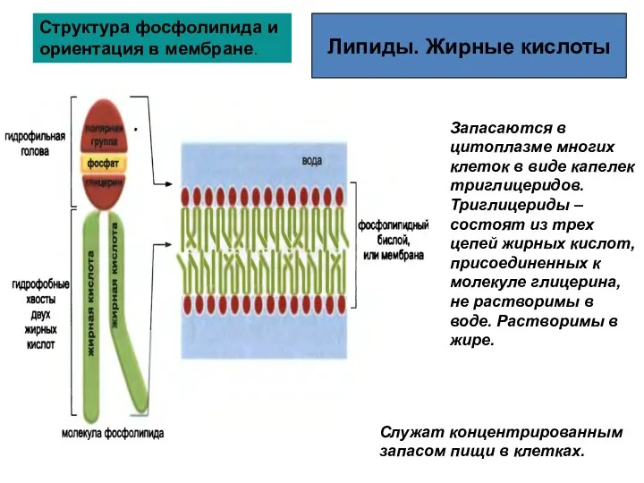 Липиды. Жирные кислоты Запасаются в цитоплазме многих клеток в виде капелек