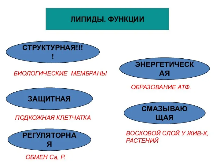 ЛИПИДЫ. ФУНКЦИИ СТРУКТУРНАЯ!!!! БИОЛОГИЧЕСКИЕ МЕМБРАНЫ ЭНЕРГЕТИЧЕСКАЯ ЗАЩИТНАЯ СМАЗЫВАЮЩАЯ РЕГУЛЯТОРНАЯ ОБРАЗОВАНИЕ АТФ.