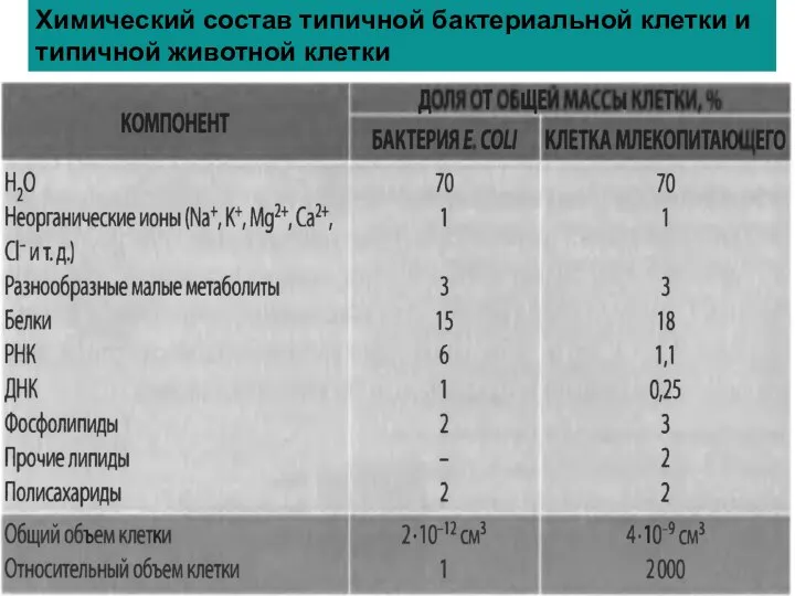 Химический состав типичной бактериальной клетки и типичной животной клетки