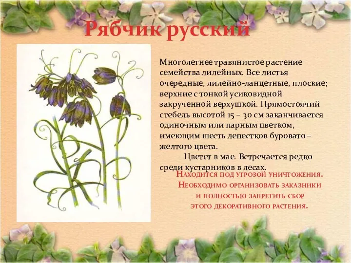 Рябчик русский Многолетнее травянистое растение семейства лилейных. Все листья очередные, лилейно-ланцетные,