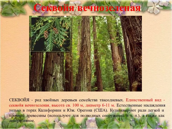 Секвойя вечнозеленая СЕКВОЙЯ - род хвойных деревьев семейства таксодиевых. Единственный вид
