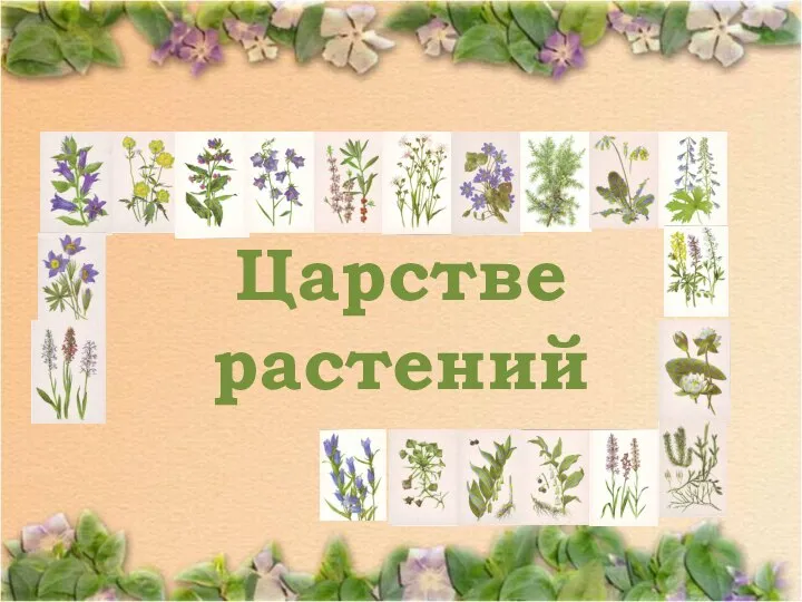 В Царстве растений