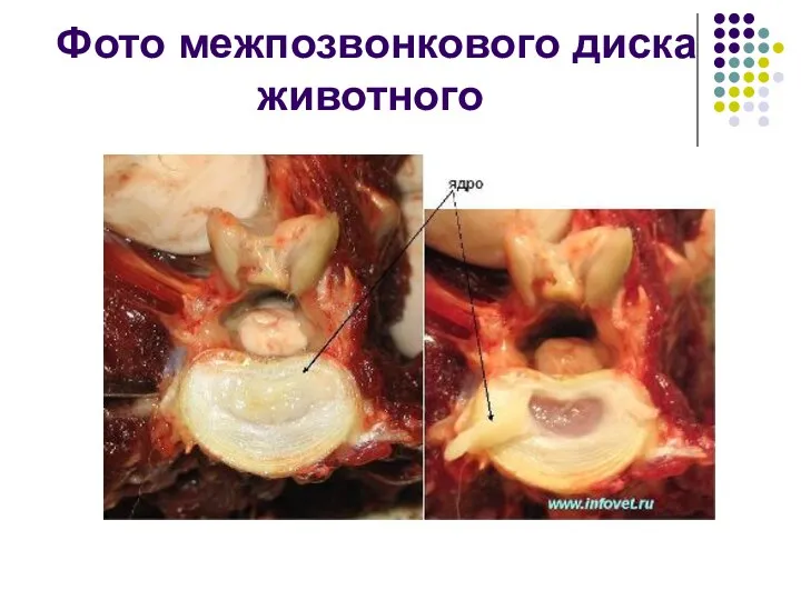 Фото межпозвонкового диска животного