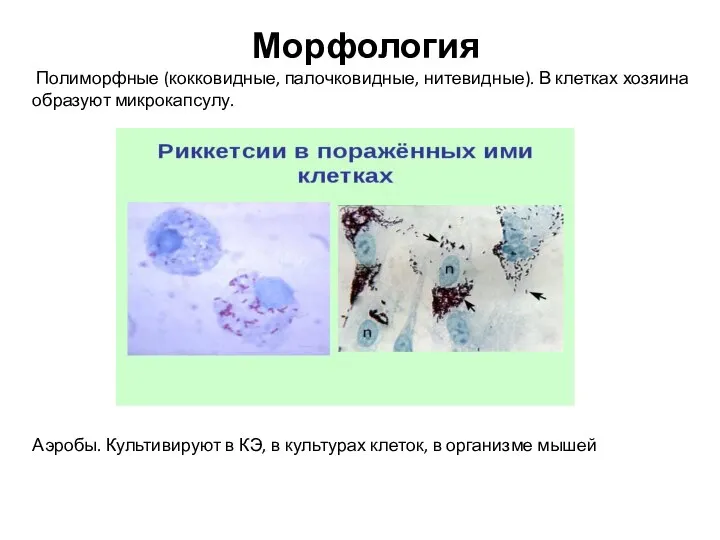 Морфология Полиморфные (кокковидные, палочковидные, нитевидные). В клетках хозяина образуют микрокапсулу. Аэробы.
