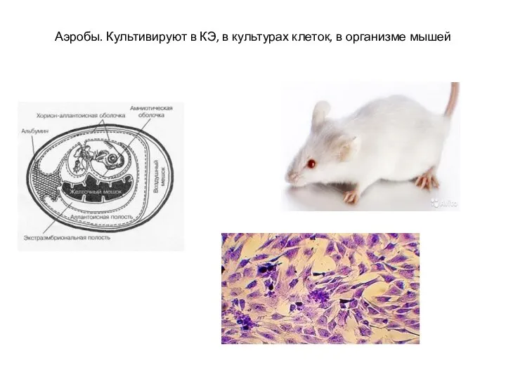 Аэробы. Культивируют в КЭ, в культурах клеток, в организме мышей