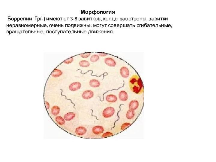 Морфология Боррелии Гр(-) имеют от 3-8 завитков, концы заострены, завитки неравномерные,