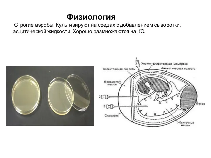 Физиология Строгие аэробы. Культивируют на средах с добавлением сыворотки, асцитической жидкости. Хорошо размножаются на КЭ.