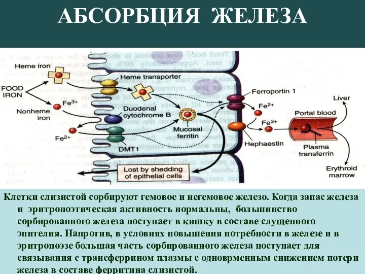 АБСОРБЦИЯ ЖЕЛЕЗА Клетки слизистой сорбируют гемовое и негемовое железо. Когда запас