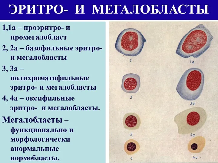 ЭРИТРО- И МЕГАЛОБЛАСТЫ 1,1а – проэритро- и промегалобласт 2, 2а –