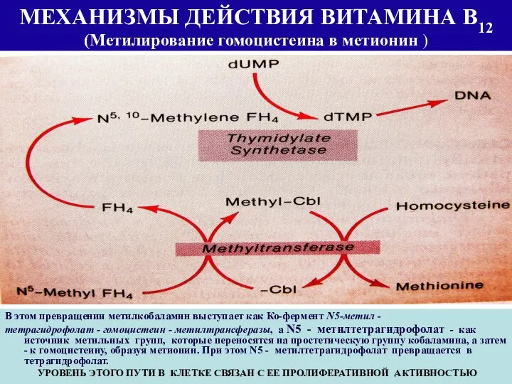 МЕХАНИЗМЫ ДЕЙСТВИЯ ВИТАМИНА В12 (Метилирование гомоцистеина в метионин ) В этом