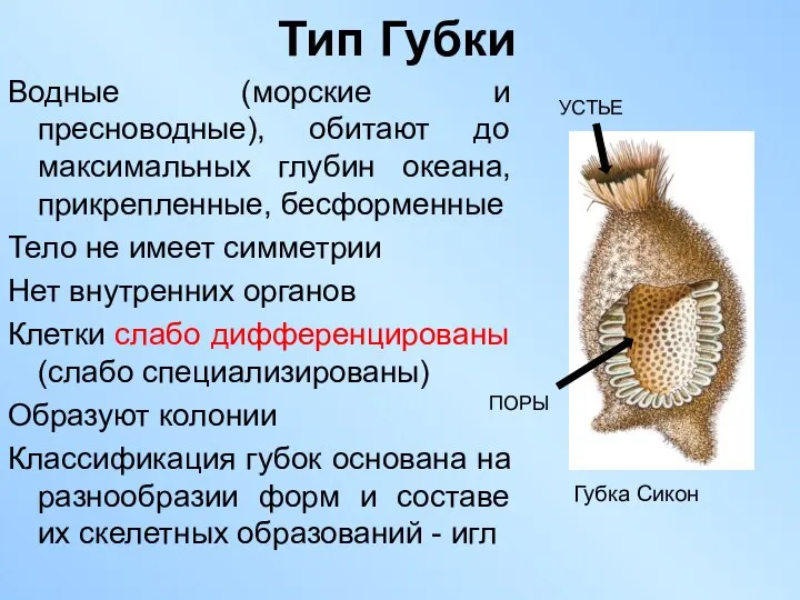 Тип Губки Водные (морские и пресноводные), обитают до максимальных глубин океана,