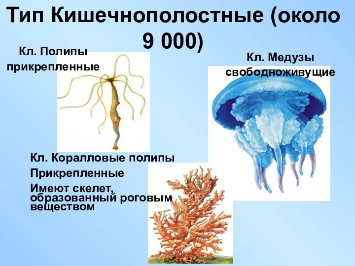 Тип Кишечнополостные (около 9 000) Кл. Полипы прикрепленные Кл. Коралловые полипы