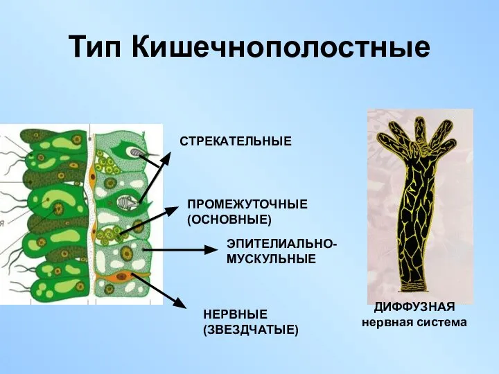 Тип Кишечнополостные СТРЕКАТЕЛЬНЫЕ ПРОМЕЖУТОЧНЫЕ (ОСНОВНЫЕ) ЭПИТЕЛИАЛЬНО-МУСКУЛЬНЫЕ НЕРВНЫЕ (ЗВЕЗДЧАТЫЕ)