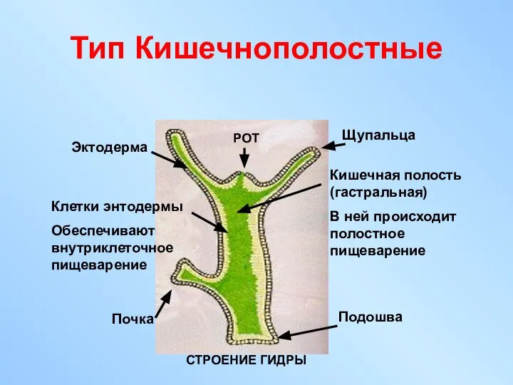 Тип Кишечнополостные РОТ Щупальца Кишечная полость (гастральная) В ней происходит полостное