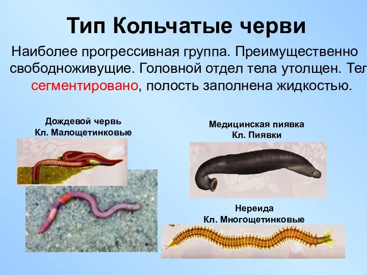 Тип Кольчатые черви Наиболее прогрессивная группа. Преимущественно свободноживущие. Головной отдел тела