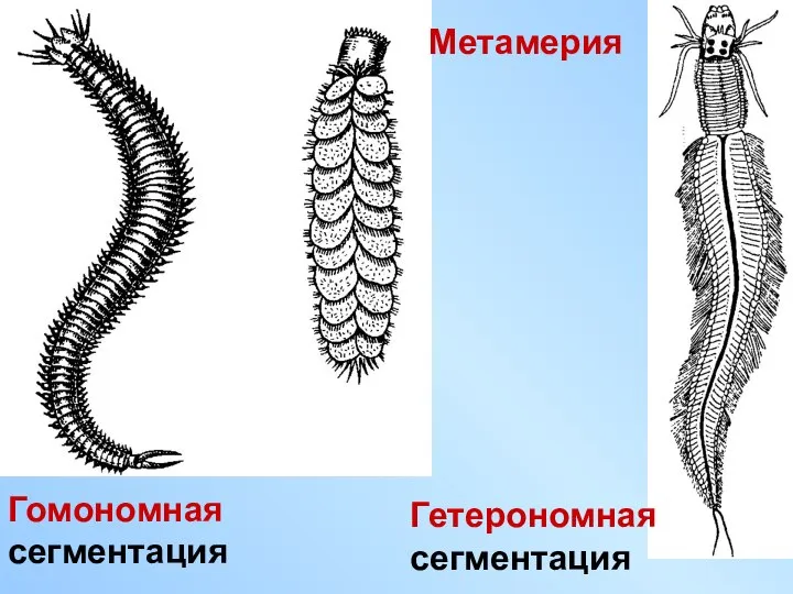 Гомономная сегментация Гетерономная сегментация Метамерия