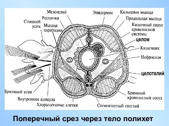 Поперечный срез через тело полихет