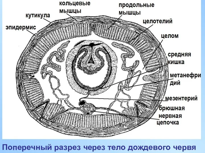 Поперечный разрез через тело дождевого червя