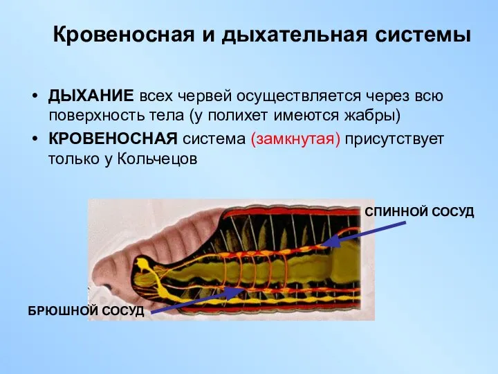 Кровеносная и дыхательная системы ДЫХАНИЕ всех червей осуществляется через всю поверхность