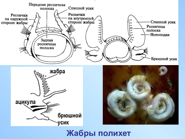 Жабры полихет