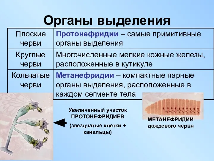 Органы выделения