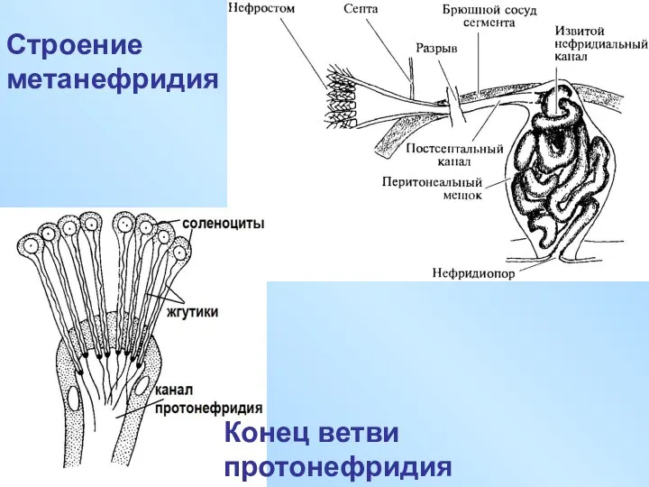 Строение метанефридия Конец ветви протонефридия