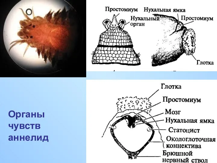 Органы чувств аннелид