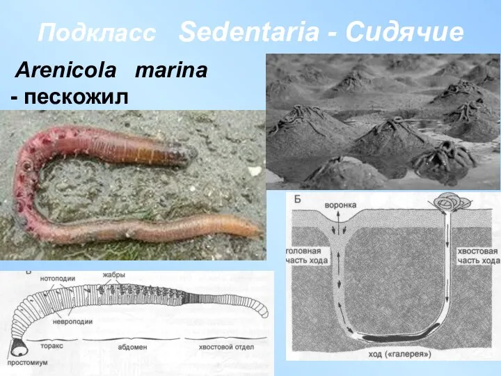 Arenicola marina - пескожил Подкласс Sedentaria - Сидячие