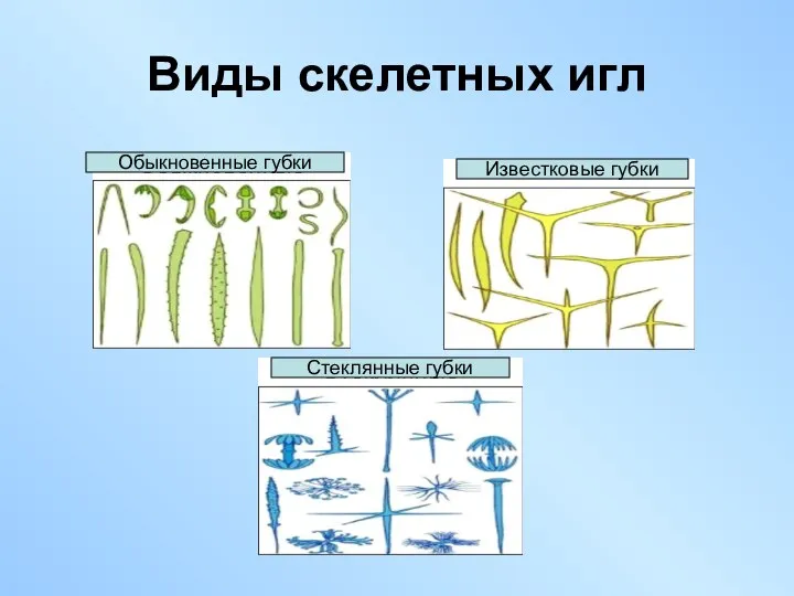 Виды скелетных игл Обыкновенные губки Стеклянные губки Известковые губки