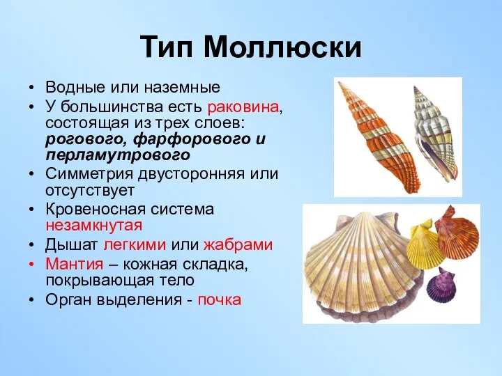 Тип Моллюски Водные или наземные У большинства есть раковина, состоящая из