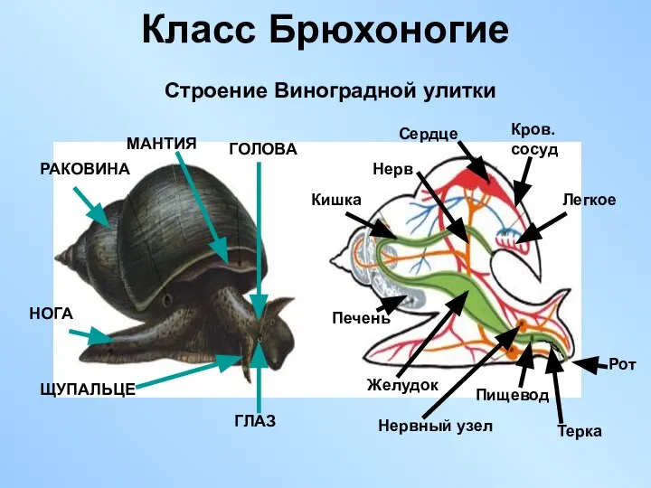 Класс Брюхоногие РАКОВИНА НОГА МАНТИЯ ГОЛОВА ЩУПАЛЬЦЕ ГЛАЗ Рот Терка Пищевод