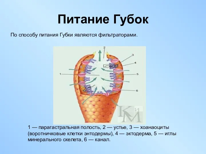 Питание Губок По способу питания Губки являются фильтраторами. 1 — парагастральная