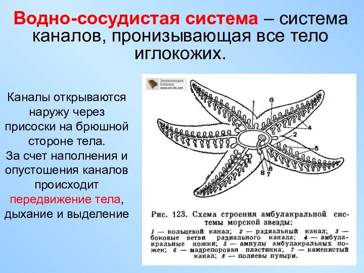 Каналы открываются наружу через присоски на брюшной стороне тела. За счет