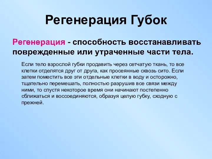 Регенерация Губок Если тело взрослой губки продавить через сетчатую ткань, то