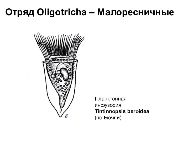 Отряд Oligotricha – Малоресничные Планктонная инфузория Tintinnopsis beroidea (по Бючли)