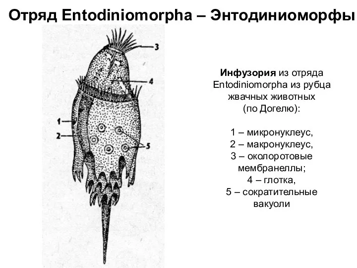 Инфузория из отряда Entodiniomorpha из рубца жвачных животных (по Догелю): 1