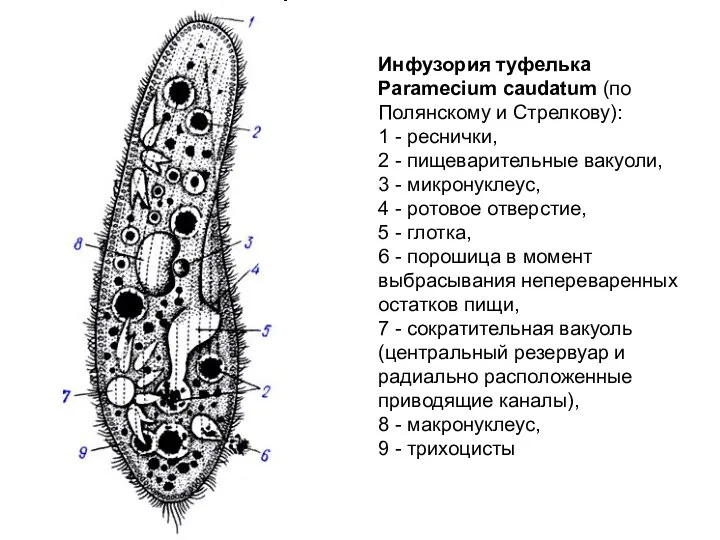 Инфузория туфелька Paramecium caudatum (по Полянскому и Стрелкову): 1 - реснички,