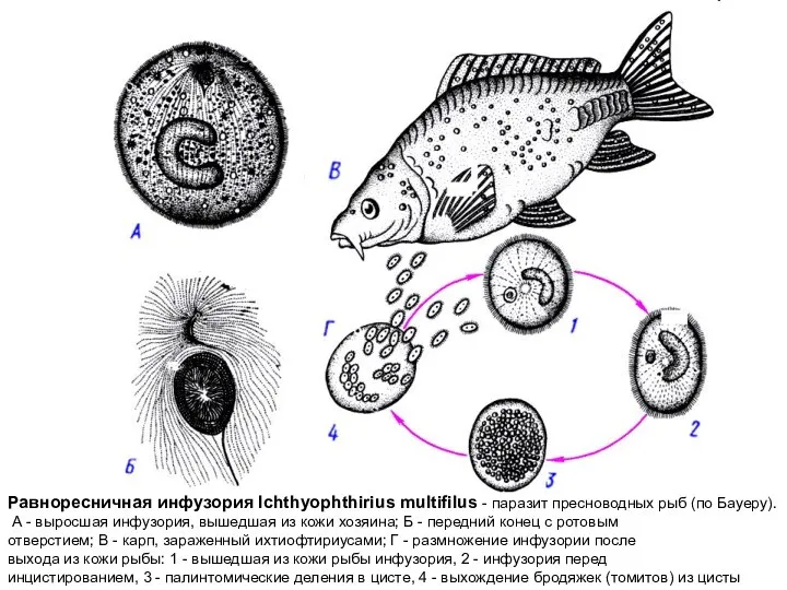 Равноресничная инфузория Ichthyophthirius multifilus - паразит пресноводных рыб (по Бауеру). А