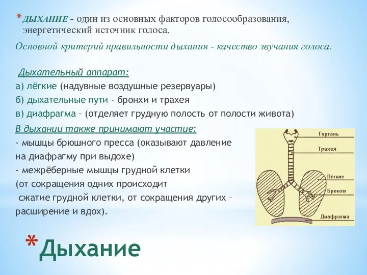 Дыхание ДЫХАНИЕ - один из основных факторов голосообразования, энергетический источник голоса.