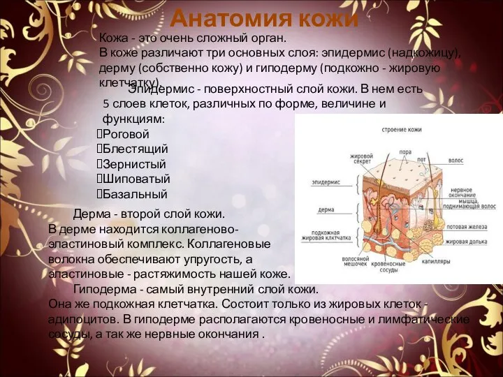 Анатомия кожи Кожа - это очень сложный орган. В коже различают