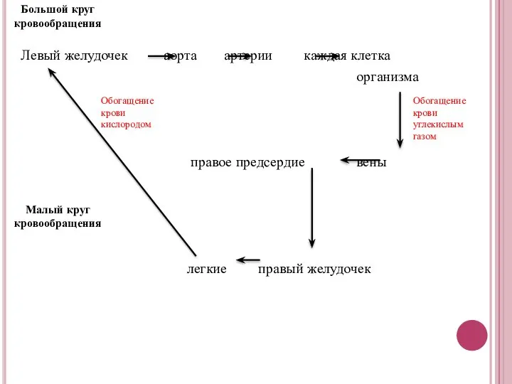 Левый желудочек аорта артерии каждая клетка организма правое предсердие вены легкие