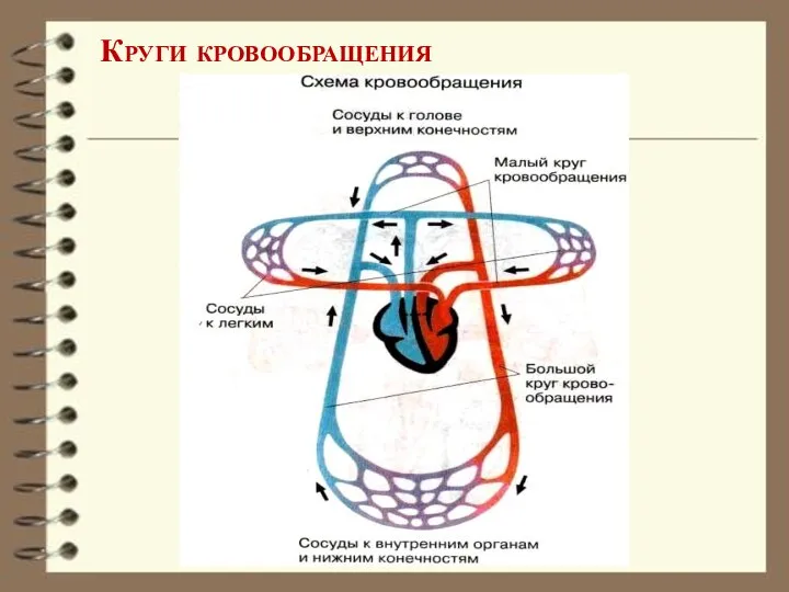 Круги кровообращения