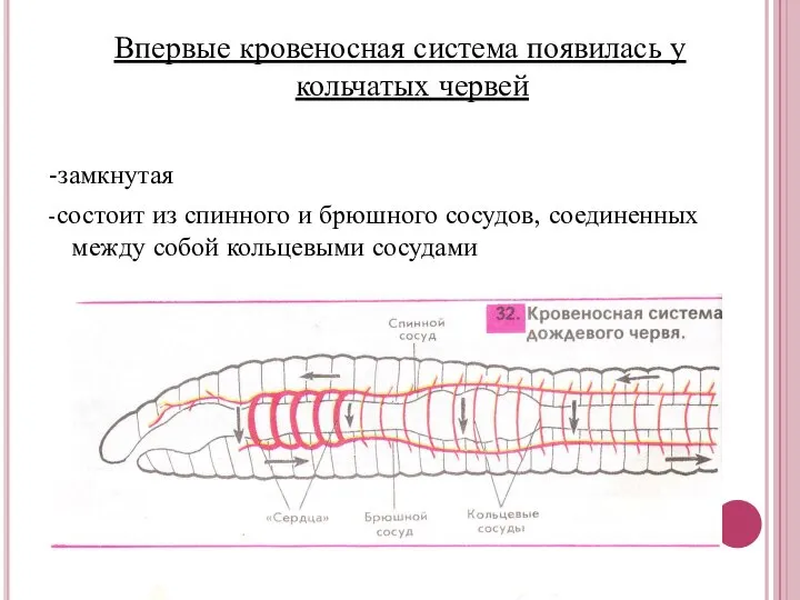 Впервые кровеносная система появилась у кольчатых червей -замкнутая -состоит из спинного