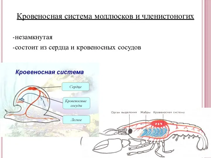 Кровеносная система моллюсков и членистоногих -незамкнутая -состоит из сердца и кровеносных сосудов