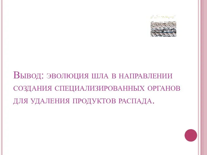 Вывод: эволюция шла в направлении создания специализированных органов для удаления продуктов распада.