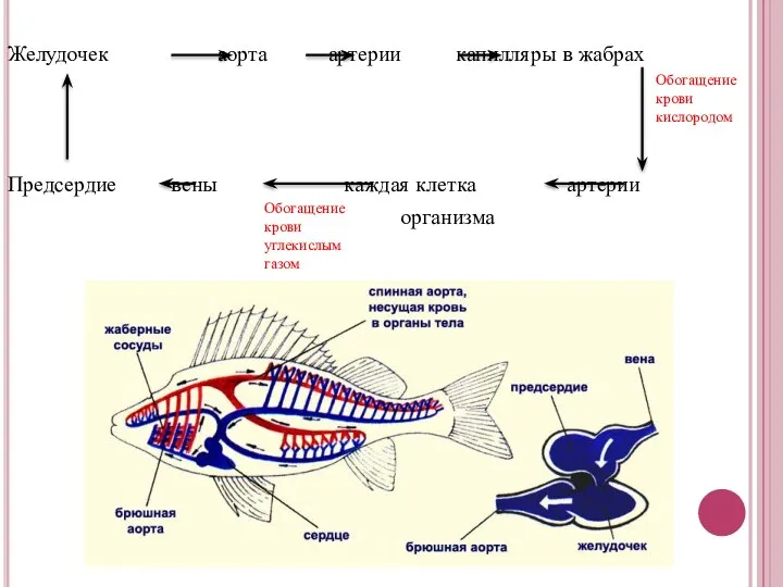 Желудочек аорта артерии капилляры в жабрах Предсердие вены каждая клетка артерии