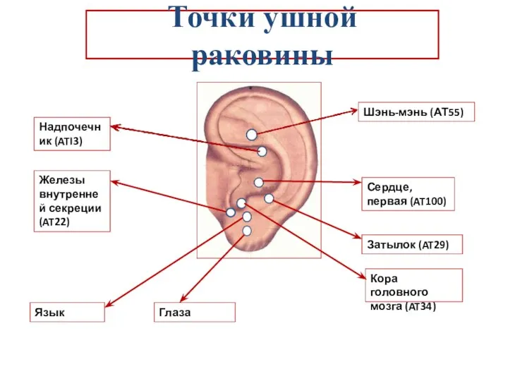 Точки ушной раковины Шэнь-мэнь (АТ55) Сердце, первая (AT100) Затылок (AT29) Кора