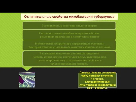 Отличительные свойства микобактерии туберкулеза Устойчивость к действию кислот и спирта Сохраняют